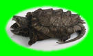 Alligator Snapping Turtle