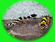 Leopard Geckos